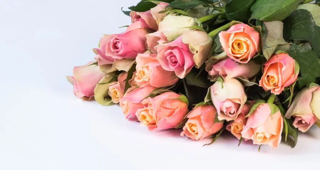 bouquet of pink roses on a white background